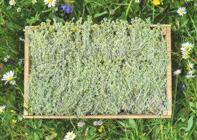 quelly del genepy piante campi genepy achillea serpoul