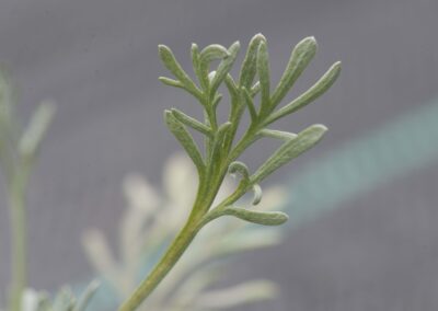 quelli del genepy dettaglio pianta natura