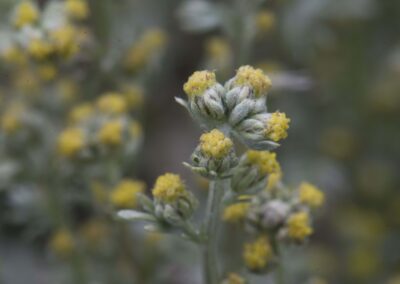 quelli del genepy dettaglio pianta natura