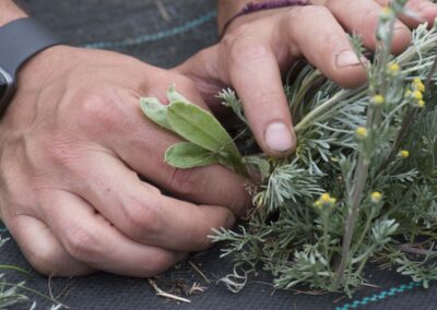 quelli del genepy dettaglio pianta natura mani