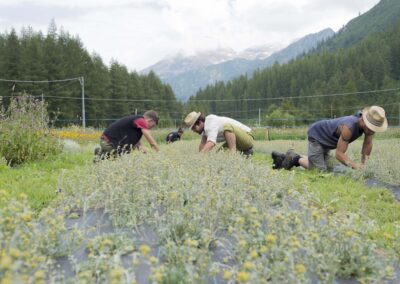 quelli del genepy dettaglio pianta natura campi quelli del genepy lavoro